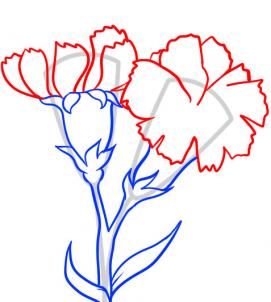 6 bước vẽ hoa cẩm chướng – biểu tượng quốc gia Slovenia - cực đẹp (8)