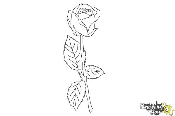 10 bước vẽ hoa hồng đơn giản cho người mới bắt đầu 9