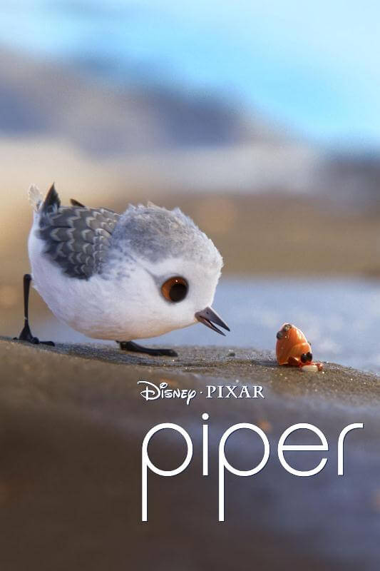 Piper câu chuyện đằng sau bộ phim chú chim nhỏ dũng cảm